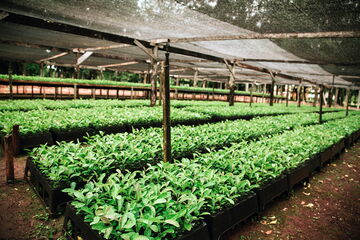Mate seedlings in the tree nursery. Photo: Pedro Ferreira/WWF