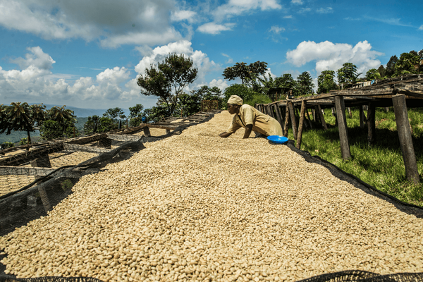 Eine Person sortiert Kaffeebohnen auf großen Trockengestellen in einer ländlichen Landschaft unter blauem Himmel.