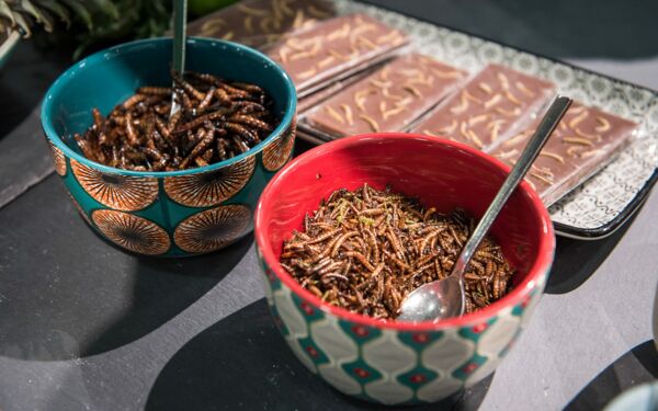 Edible bugs - the new beef?