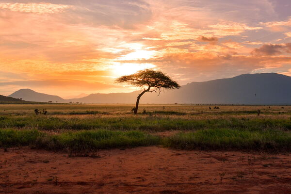 A solitary tree stands in a vast field at sunset, with vibrant orange and pink hues illuminating the sky.