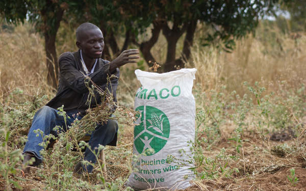 Ein Mann sitzt im Feld und erntet Pflanzen neben einem großen Sack mit der Aufschrift "MACO".