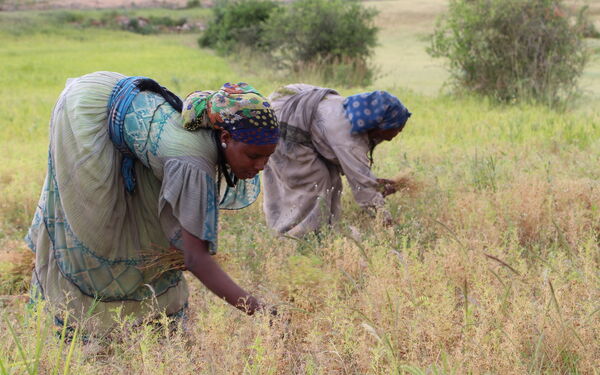 Zwei Frauen ernten gebückt in traditioneller Kleidung Pflanzen auf einem weitläufigen Feld.