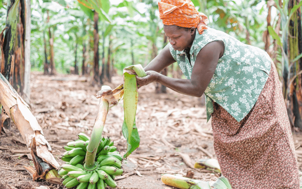 Eine Frau erntet Bananen in einer Plantage und entfernt die Blätter von einem Bündel grüner Bananen.