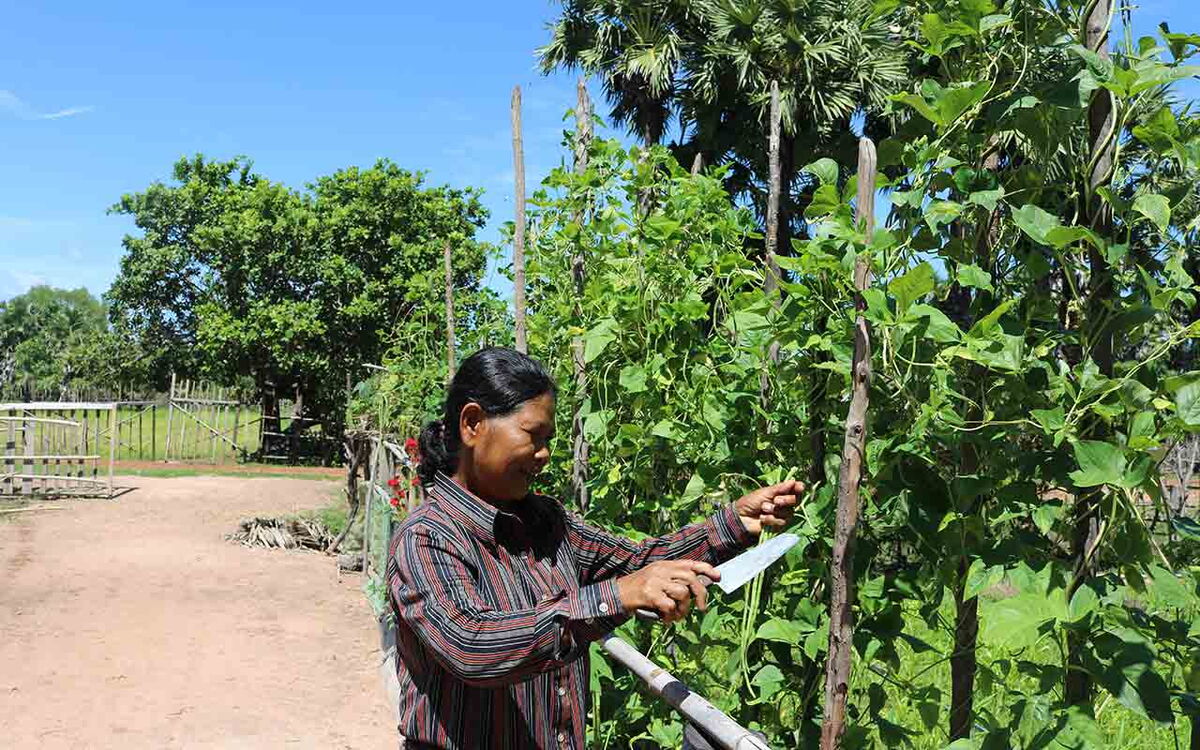 A person tends to lush green plants in a sunny Cambodian garden, using a knife to trim the vines.