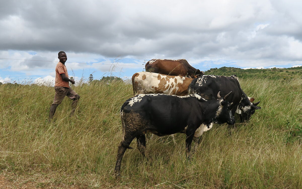A man tends to a group of cattle grazing in a grassy field under a cloudy sky in Malawi.