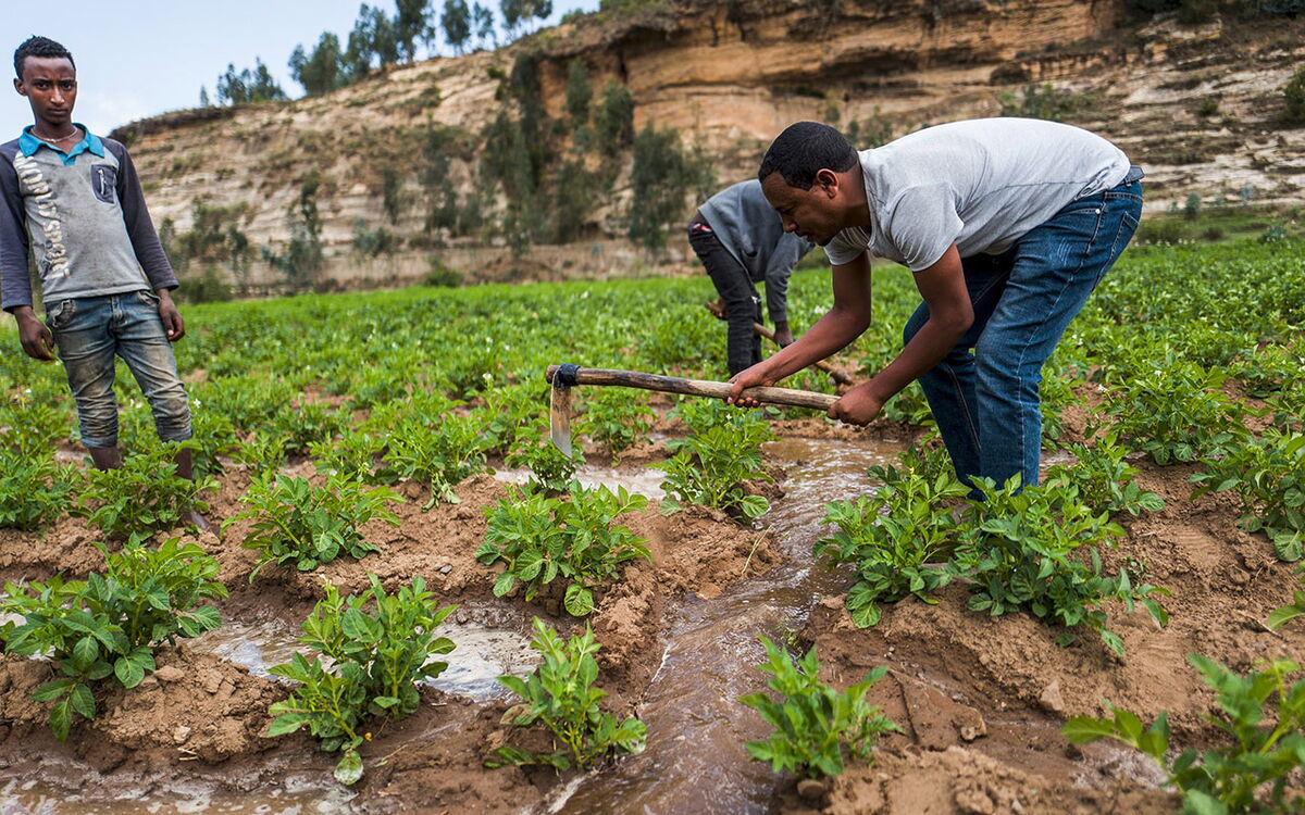 Farmers in Tigray work together to irrigate a lush green field under a rocky landscape.