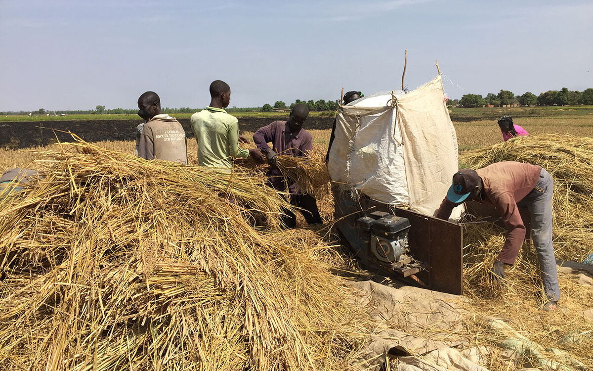 Mehrere Personen arbeiten auf einem Feld mit einer Maschine, um Getreide zu dreschen, umgeben von großen Heuhaufen.