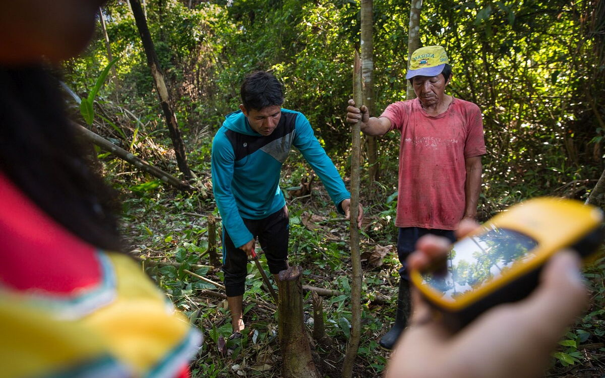 Zwei Männer vermessen mit einem GPS-Gerät einen Baumstumpf im dichten Dschungel.
