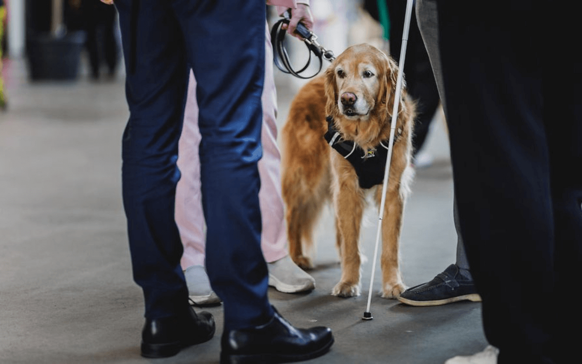 A guide dog stands attentively beside a person holding a cane, surrounded by people at the Global Disability Summit.