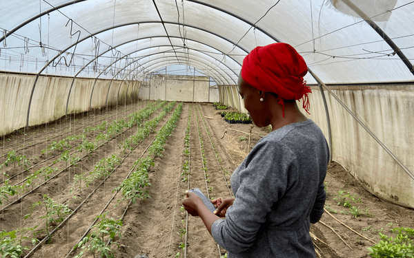 A woman in a red headscarf observes young plants growing in a greenhouse, tending to them carefully.