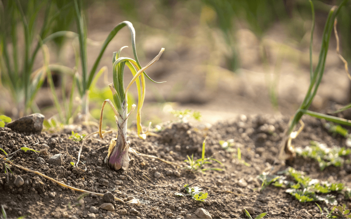A young plant sprouts from the soil, highlighting the importance of protecting land and nurturing growth.