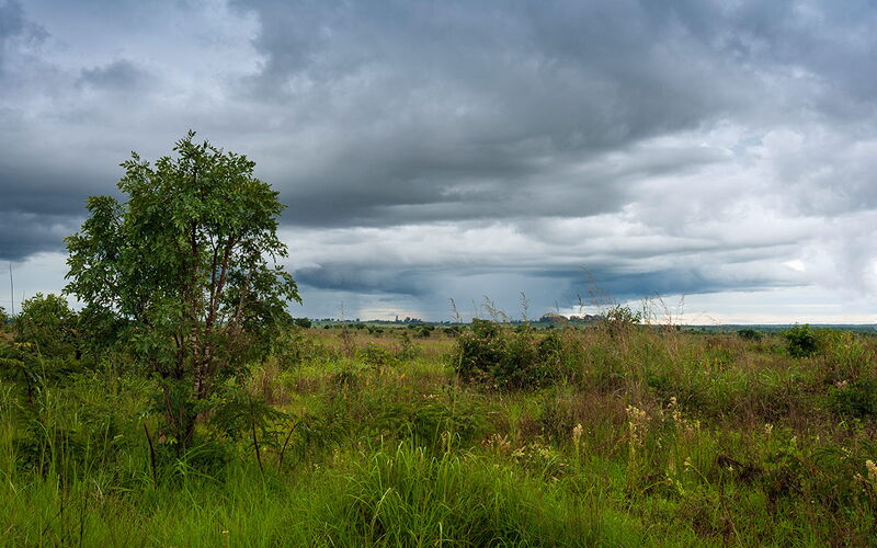 Ein dichter Baum steht auf einer weiten, grünen Wiese unter einem bedrohlich grauen Himmel.