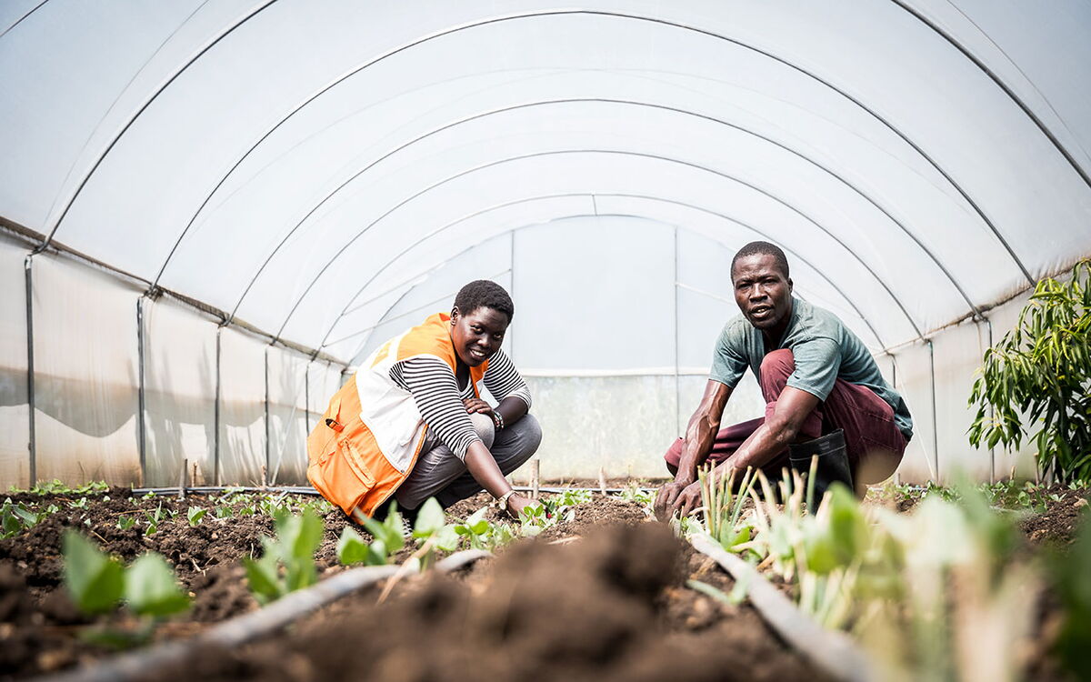 Zwei Menschen arbeiten gemeinsam in einem Gewächshaus, um junge Pflanzen in die Erde zu setzen.