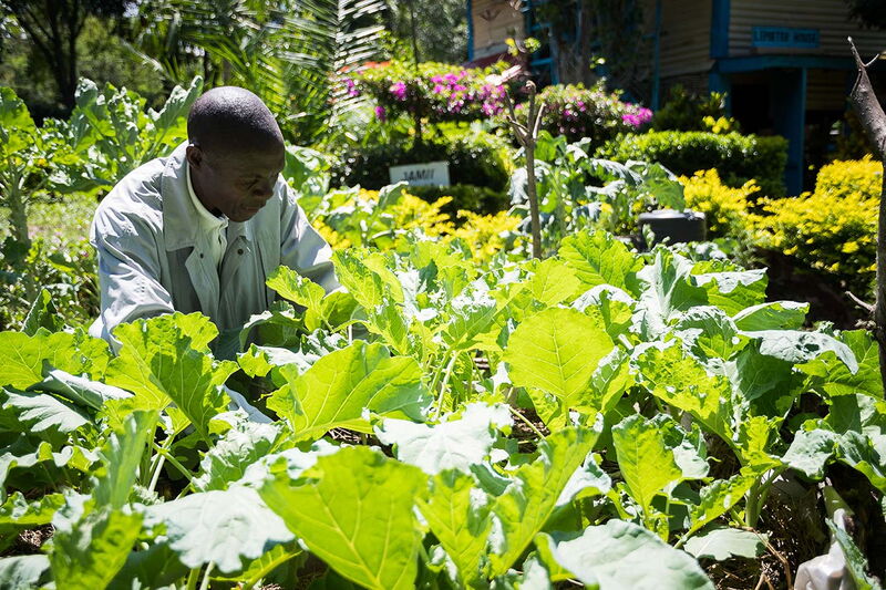 Ein Mann arbeitet konzentriert in einem üppigen Gemüsegarten unter strahlendem Sonnenschein.