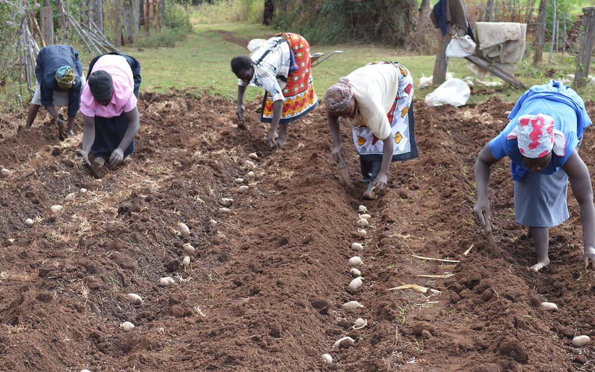 Farmers diligently plant potatoes in neat rows on a fertile field, embodying community teamwork and agriculture.