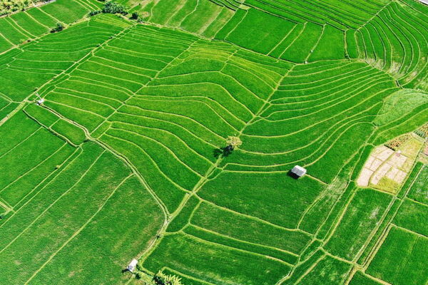 Aerial view of lush, green rice terraces with a small hut, showcasing intricate patterns and vibrant agriculture.