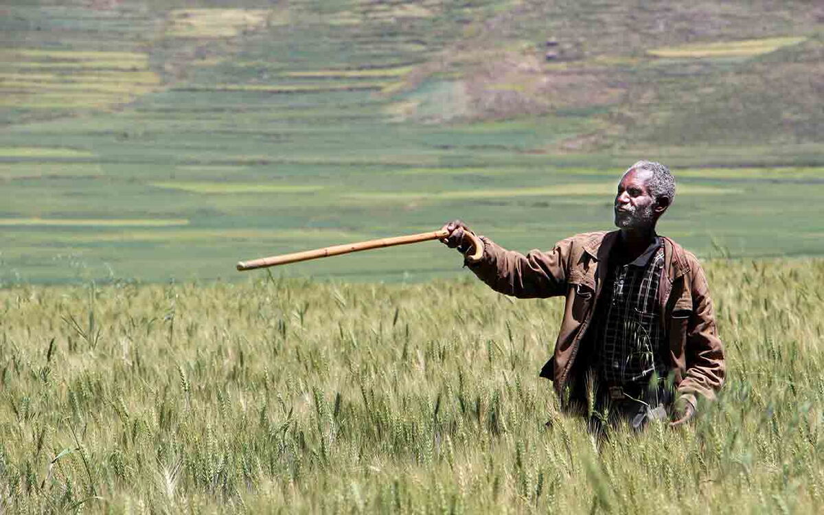 A man stands in a lush Ethiopian wheat field, holding a stick and gazing across the verdant landscape.