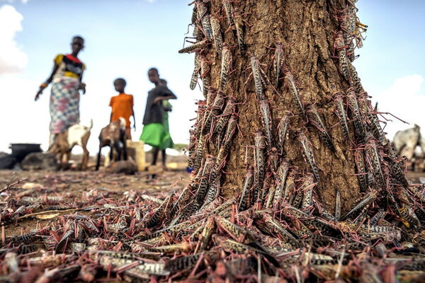 A tree trunk is covered with locusts as a group of people and goats stand in the background.