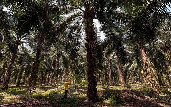 Ein Arbeiter in gelber Kleidung erntet Früchte in einer dichten Palmölplantage mit hohen Palmen.