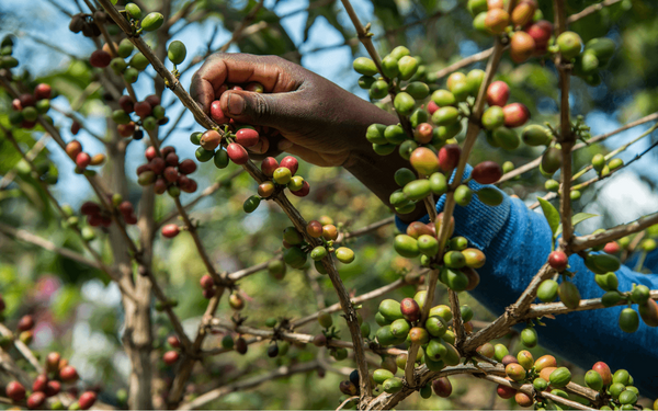 A person in a blue sleeve harvests ripe coffee cherries from a vibrant coffee plant.