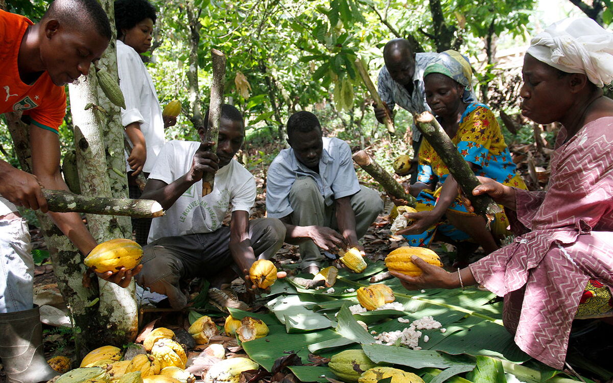 People harvest cocoa pods in a lush Ivory Coast plantation, using machetes to open them on large green leaves.