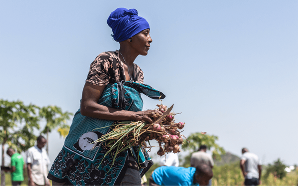 A woman in a blue headscarf carries freshly harvested onions in a vibrant field, showcasing sustainable solar irrigation.