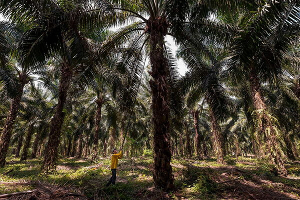 A worker in a yellow shirt tends to a lush palm oil plantation, surrounded by tall trees under a bright sky.