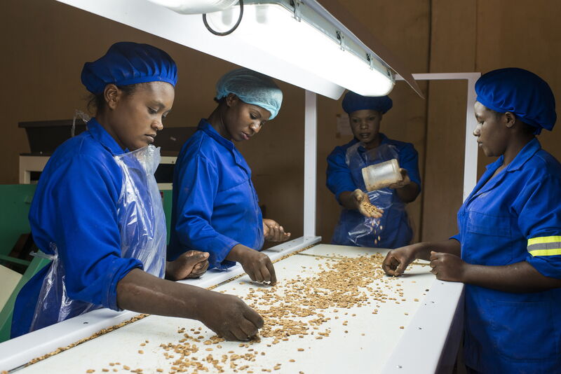 Zambia, Chipata, COMACO Processing of peanuts from contract farmers, sorting of roasted peanuts. © Jörg Böthling, GIZ