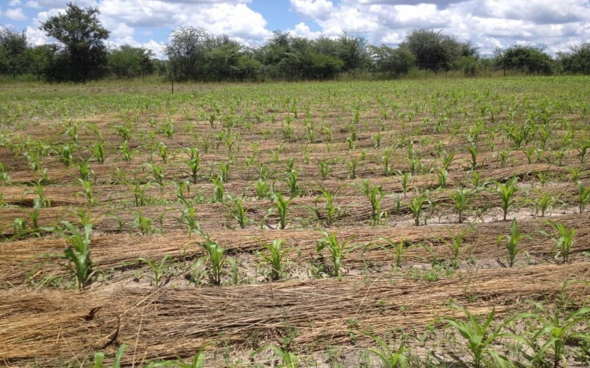 Ein frisch bepflanztes Maisfeld mit jungen Trieben erstreckt sich unter einem blauen Himmel mit weißen Wolken.