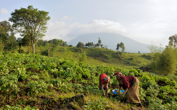 Zwei Frauen arbeiten in einem grünen Feld vor einer malerischen Berglandschaft.