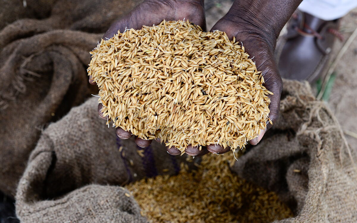 Hands hold a pile of rice grains over a burlap sack, showcasing the harvest.