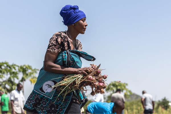 A woman in a blue headscarf carries freshly harvested onions in a vibrant field, showcasing sustainable solar irrigation.