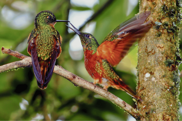 Two vibrant hummingbirds interact on a branch amidst lush greenery in Ecuador.