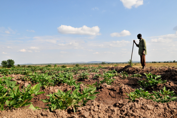 A farmer stands in a lush field under a clear sky, tending to crops with a stick.