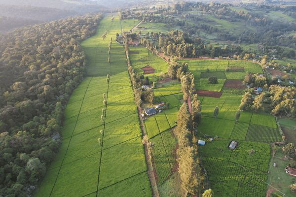 Luftaufnahme von grünen Teeplantagen und Wäldern in Kericho County, die eine harmonische Landschaft bilden. | © Wallace Gichunge