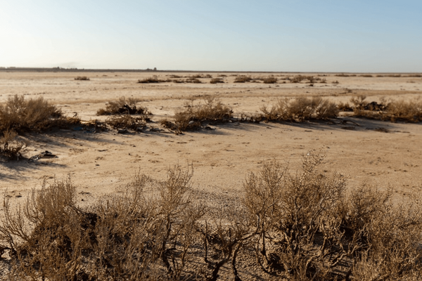 Sparse desert vegetation stretches across a vast, sandy landscape under a clear blue sky. | © GIZ Fouad Bestandji