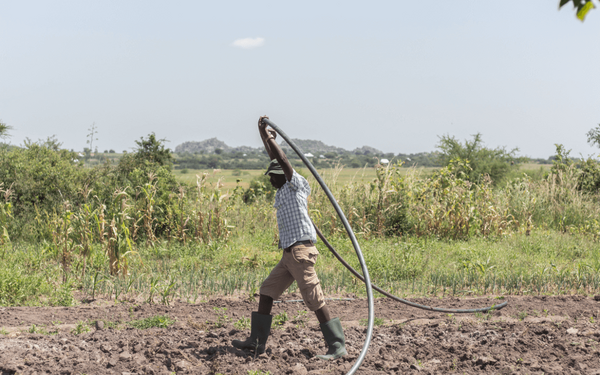 Eine Person auf einem Feld zieht einen Schlauch für die Bewässerung durch die Erde, um die Ernte zu verbessern.