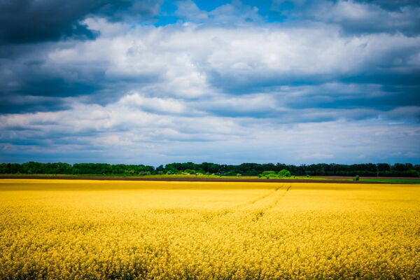 Ein weites gelbes Rapsfeld erstreckt sich unter einem dramatisch bewölkten Himmel, umgeben von grünen Bäumen. | © Unsplash