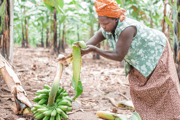 Eine Frau erntet Bananen in einer Plantage und entfernt die Blätter von einem Bündel grüner Bananen.