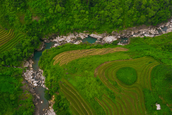 Eine Drohnenaufnahme zeigt grüne Reisterrassen entlang eines kurvigen Flusses in einer üppigen Landschaft.