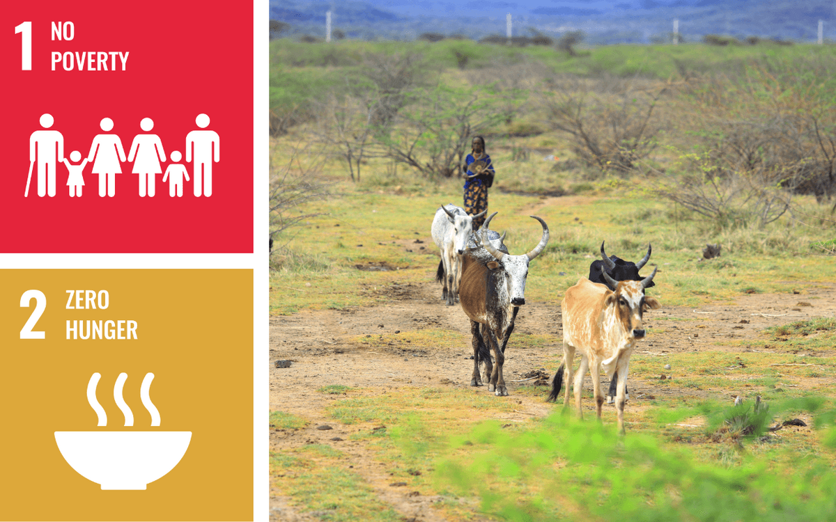 Eine Person führt Rinder über eine trockene Landschaft, daneben Symbole für "Keine Armut" und "Kein Hunger".