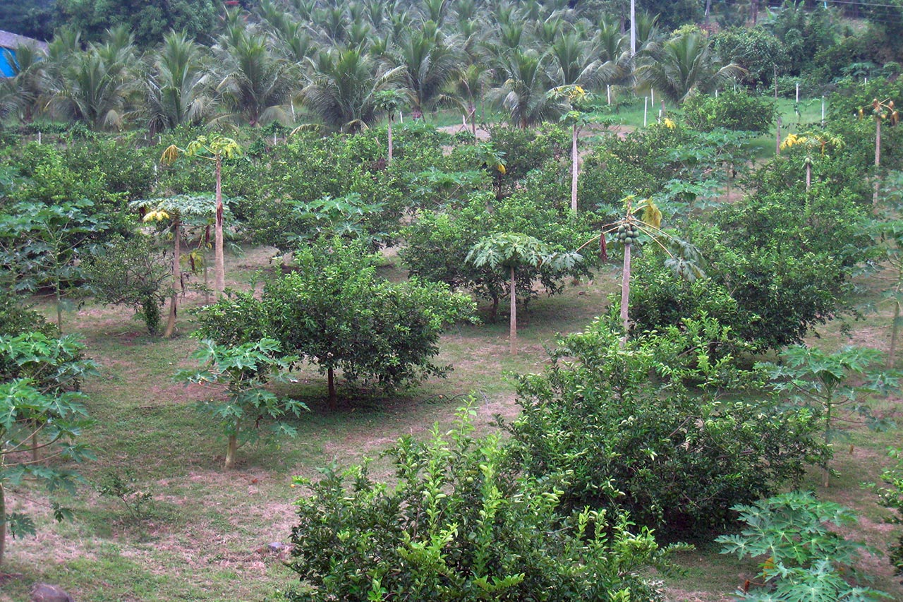 Früher, als auf die Regenzeit Verlass war, konnten die Bauern in El Salvador zwei Mal im Jahr aussähen. Durch den Klimawandel ist darauf kein Verlass mehr. Photo: Caritas San Miguel