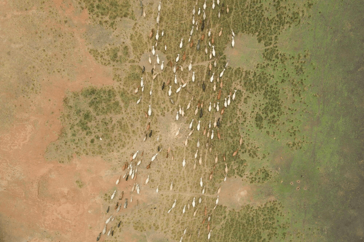 Eine Herde Rinder zieht über eine weite Graslandschaft in Burkina Faso. | © Gideon Vink